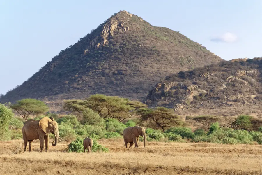 Gildaix elephants 7254462