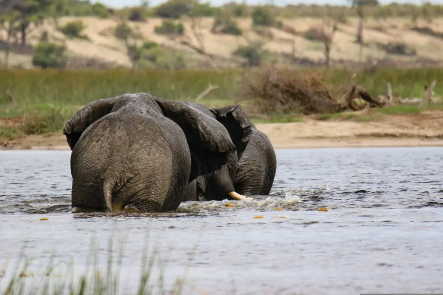 Josibo elephants 6788416
