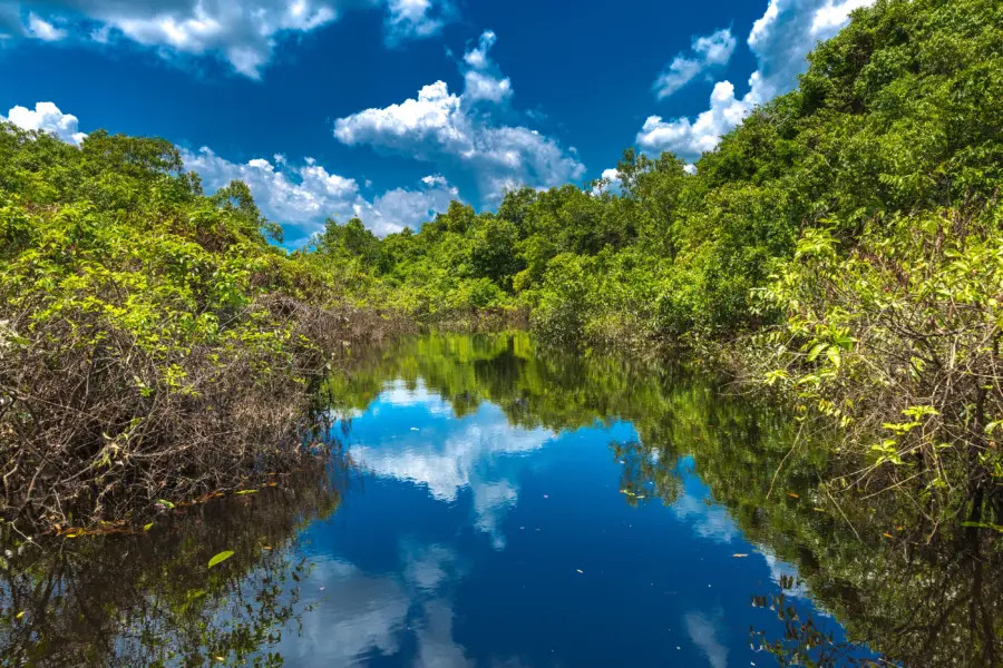Wetland in de amazone brazilie1