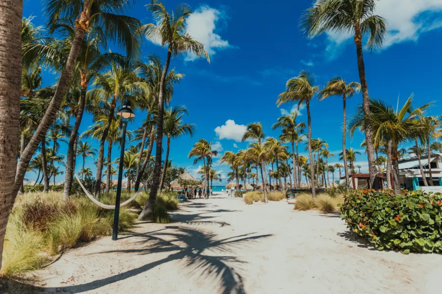 Palm trees at palm beach