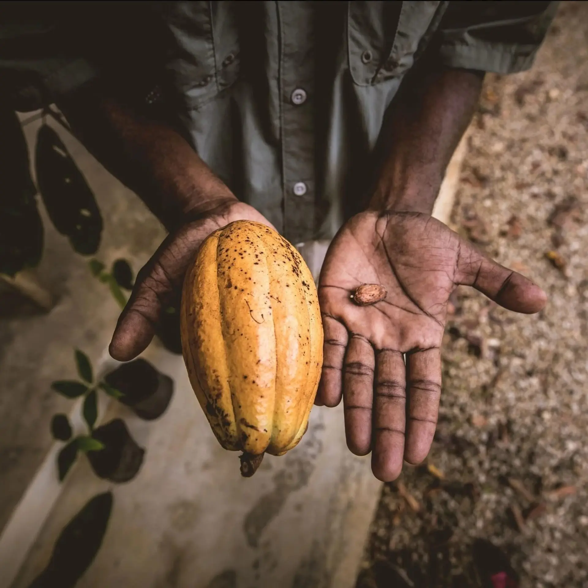 1761731878051schermopname29 10 2025105721www copaltreelodge com