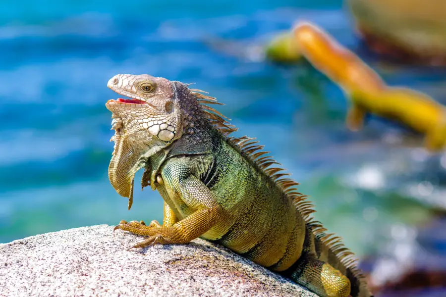 Tayrona nationaal park 3