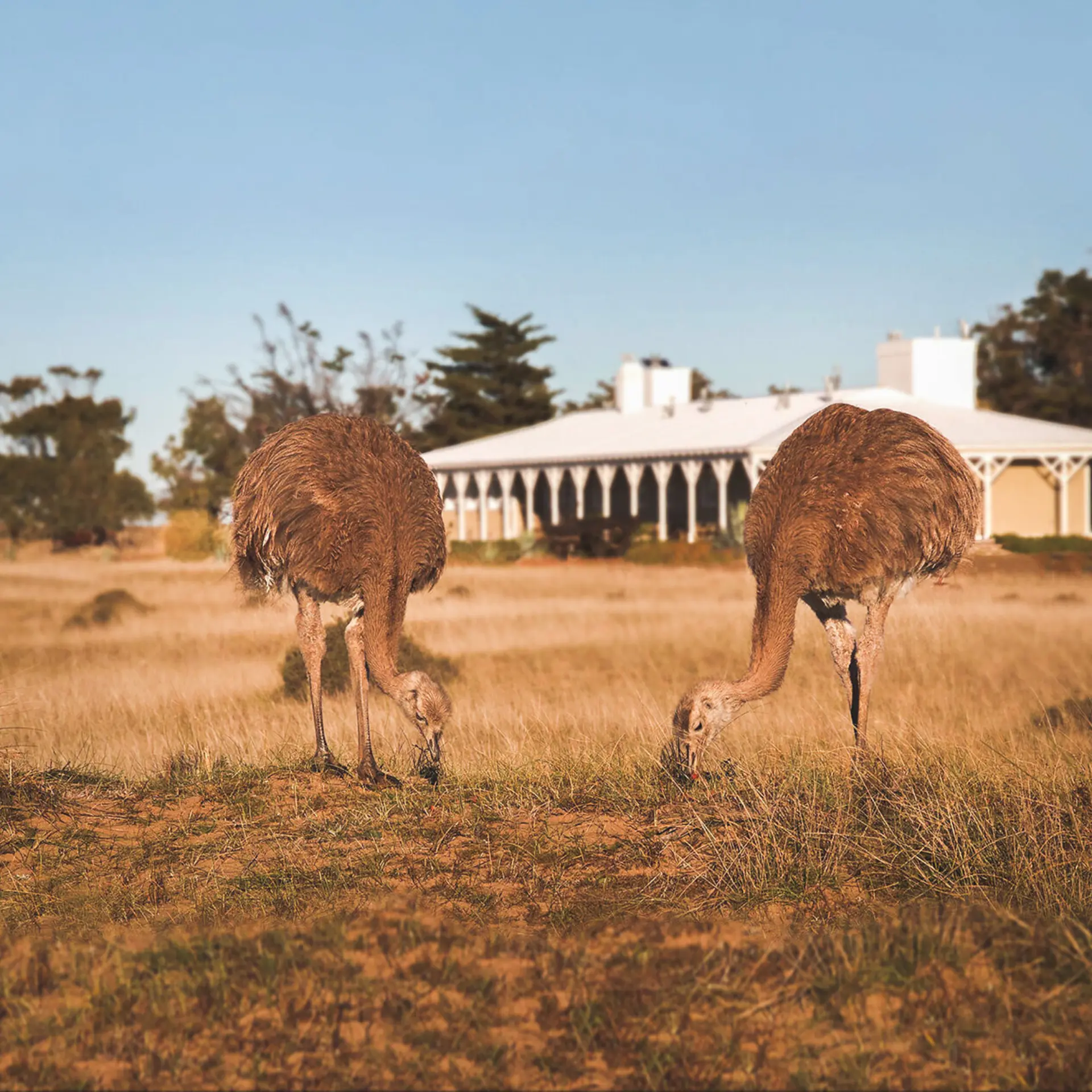 Lodge choiques