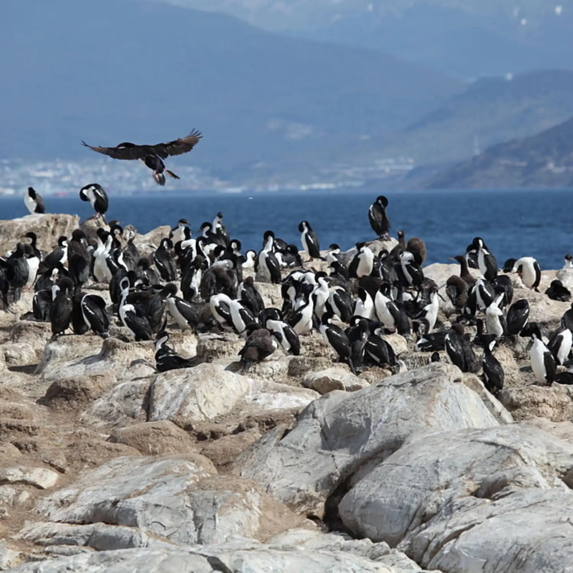 1024px cormorants in the beagle channel 5524734447
