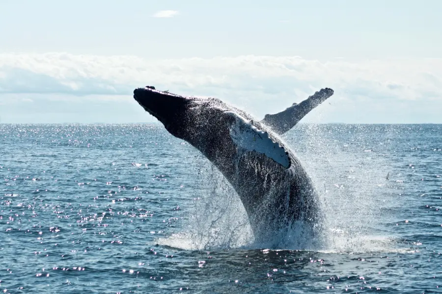 Todd cravens qnbrjy nfus unsplash 4