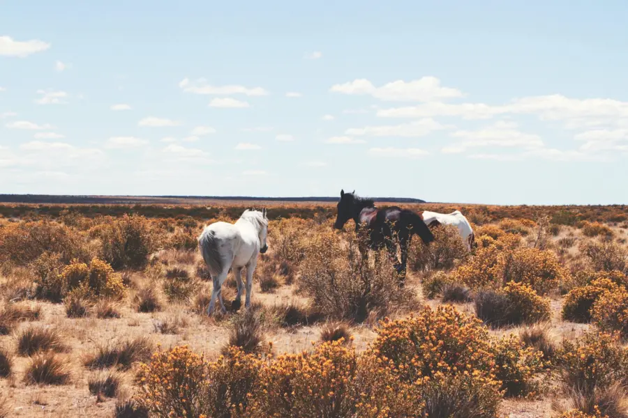 Cynthia del rio 48ya4iib8qu unsplash 1