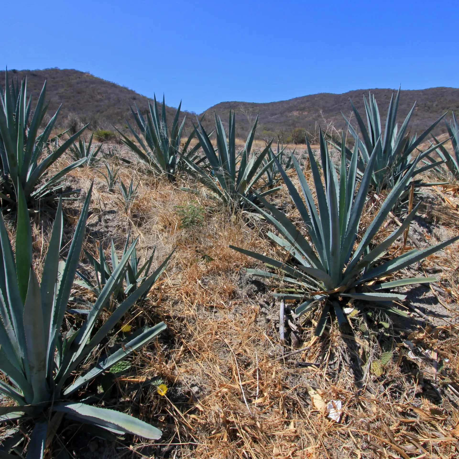 Oaxaca 3