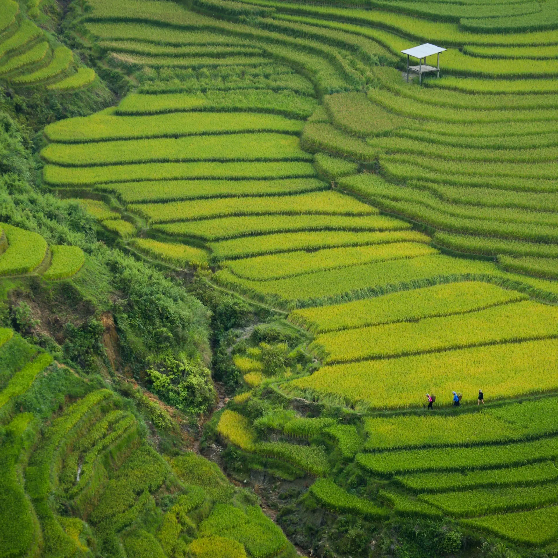 Doan tuan 3qfqoxgcvme unsplash