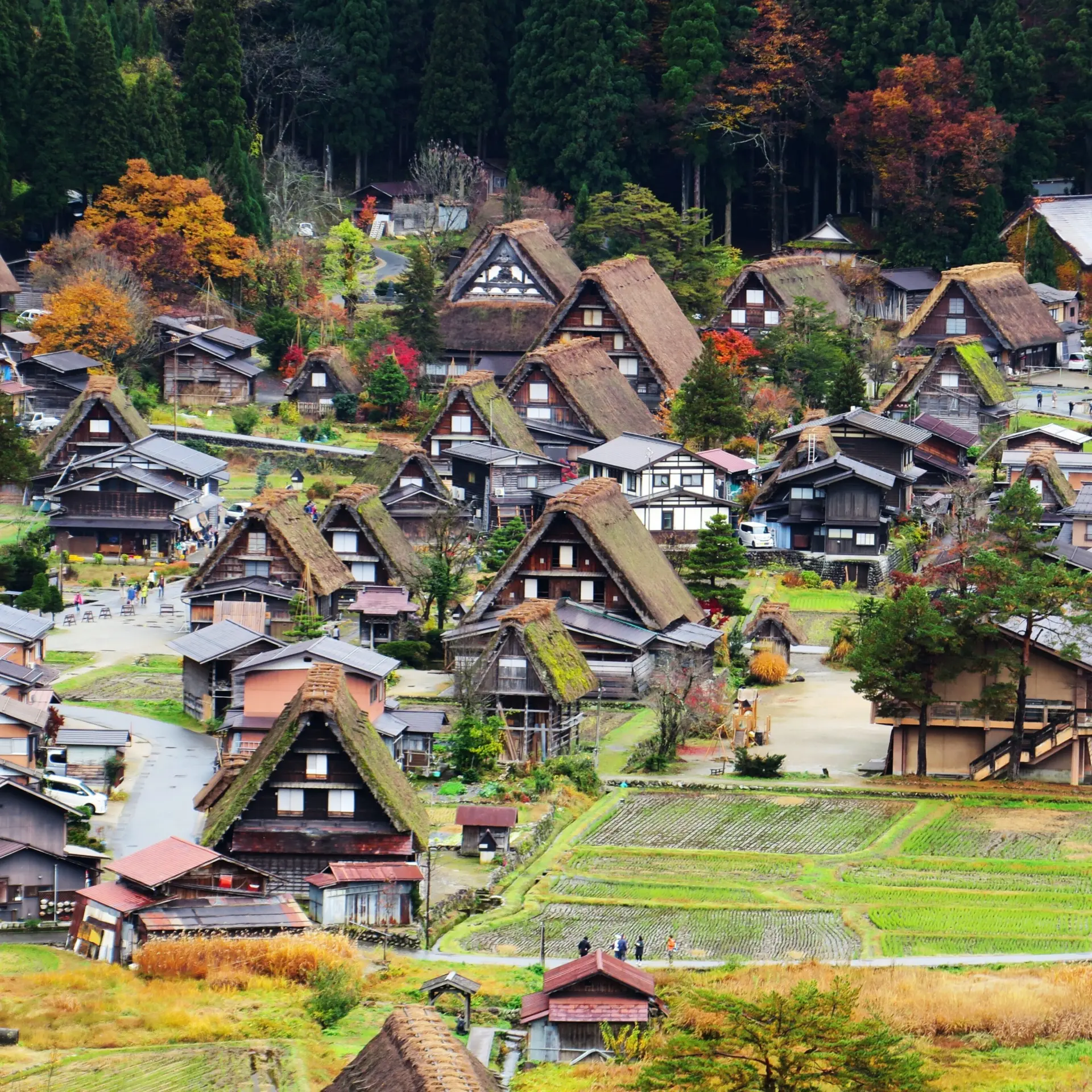Ellenchan japan 3205106