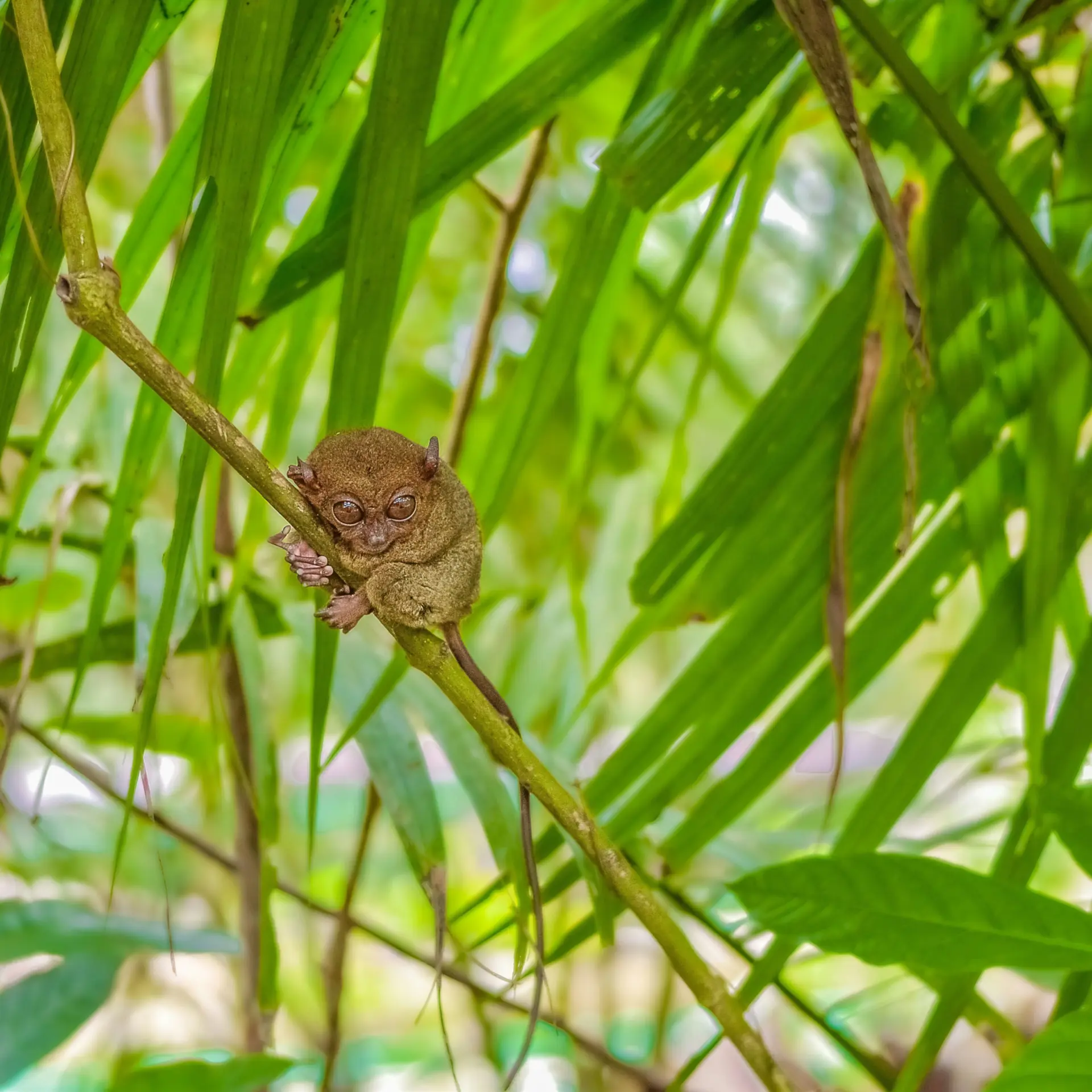 Pao dayag BI62 KRSV850 unsplash1