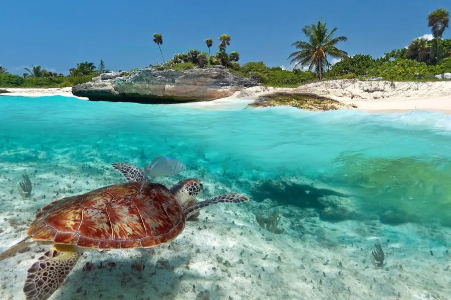 Playa del carmen the reef beaches