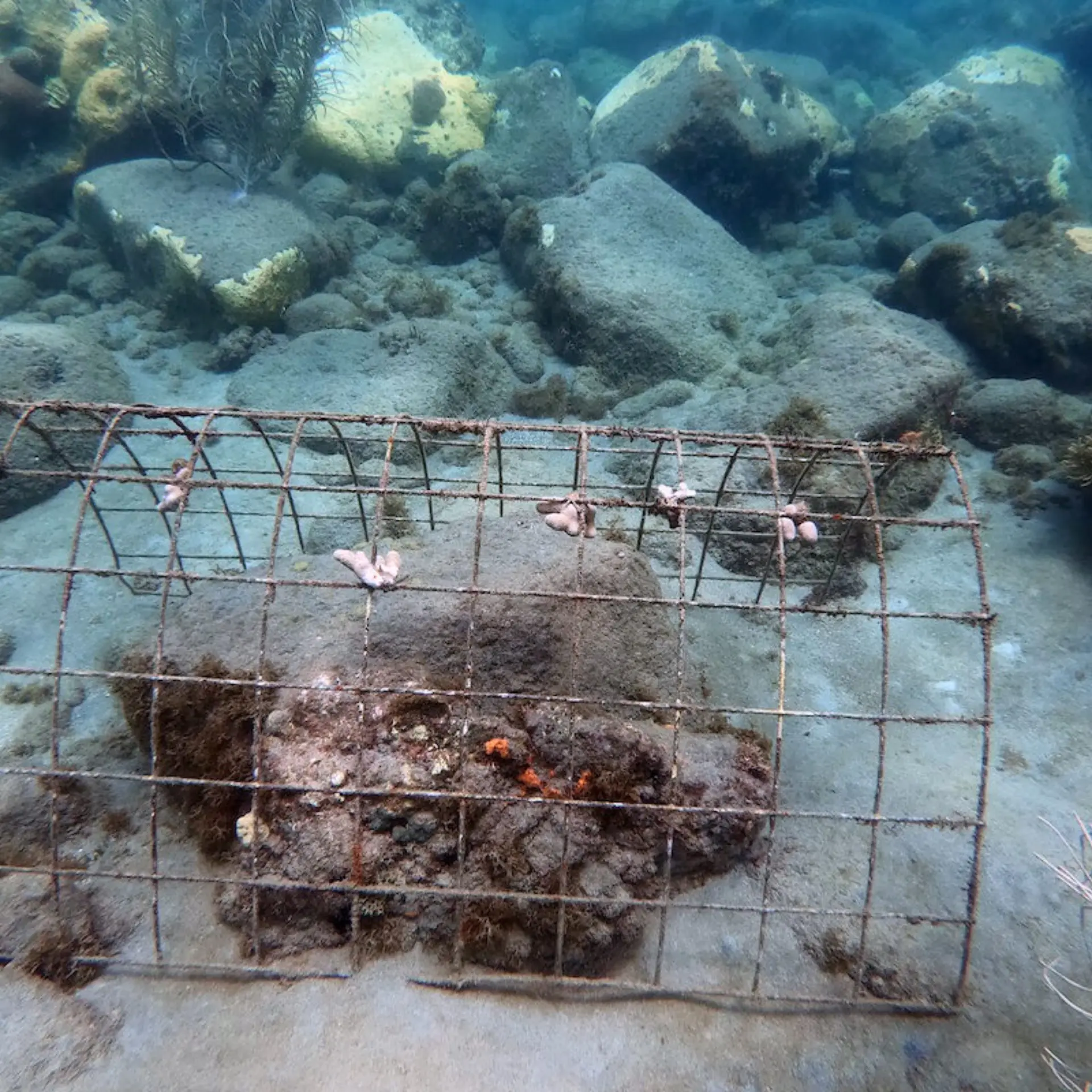 1786375626452 coral nursery 3