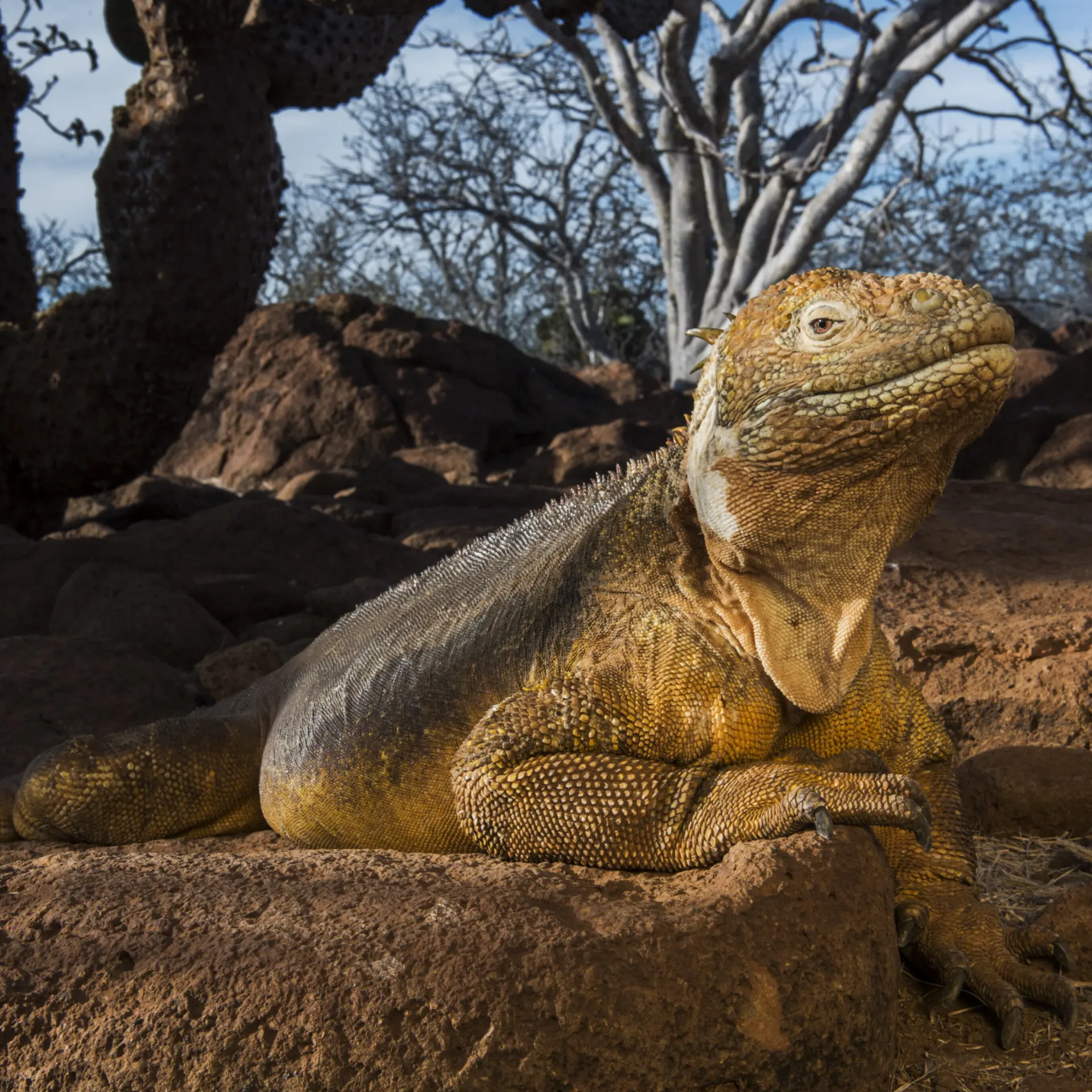 Galapagosreptiles landiguana1