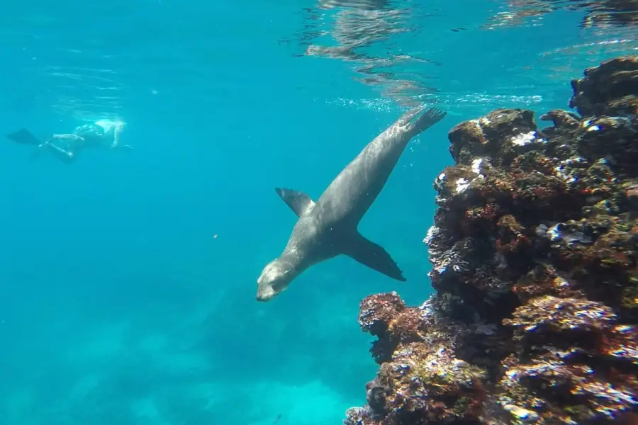Elferink galapagos o5