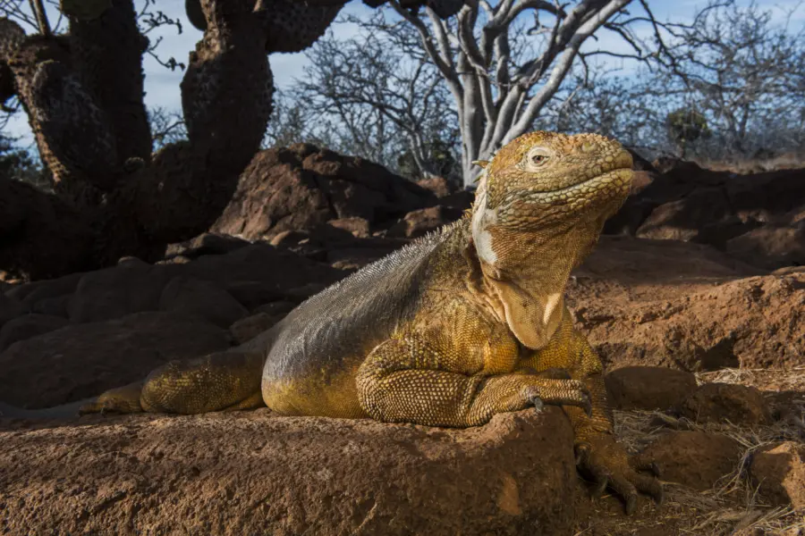 Galapagosreptiles landiguana1