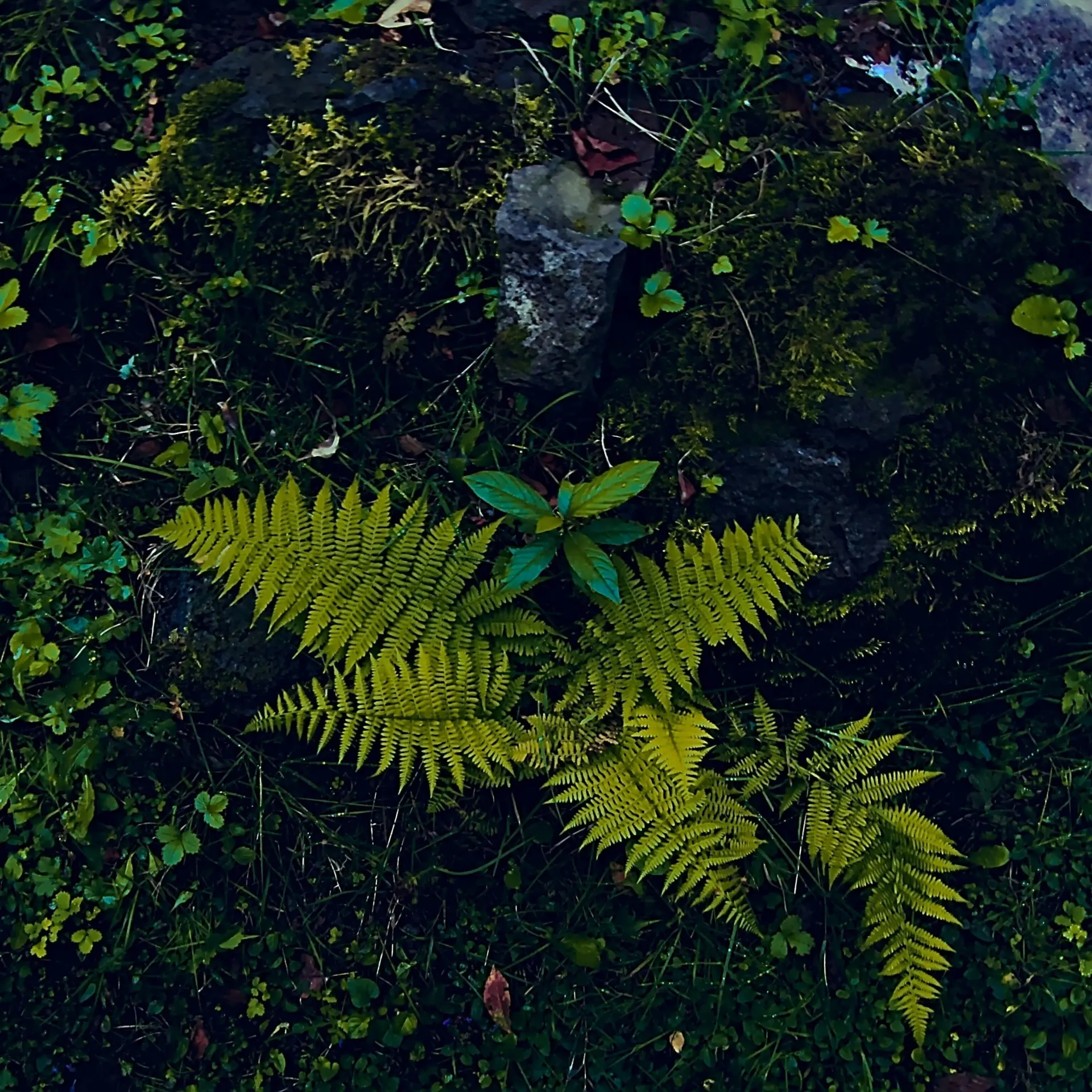 Abdullah oguk 6qnpmrmiwkq unsplash