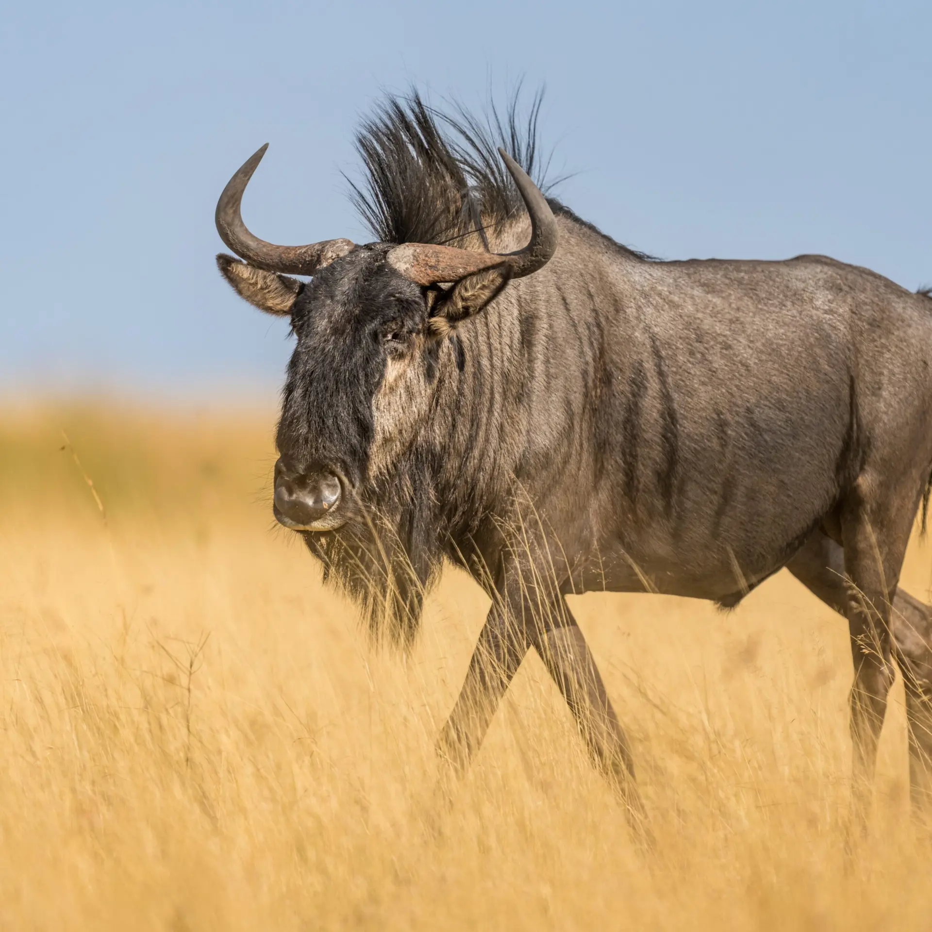 Biodiversity Conservation in Liuwa Plains National Park Zambia Marcus Westberg 57