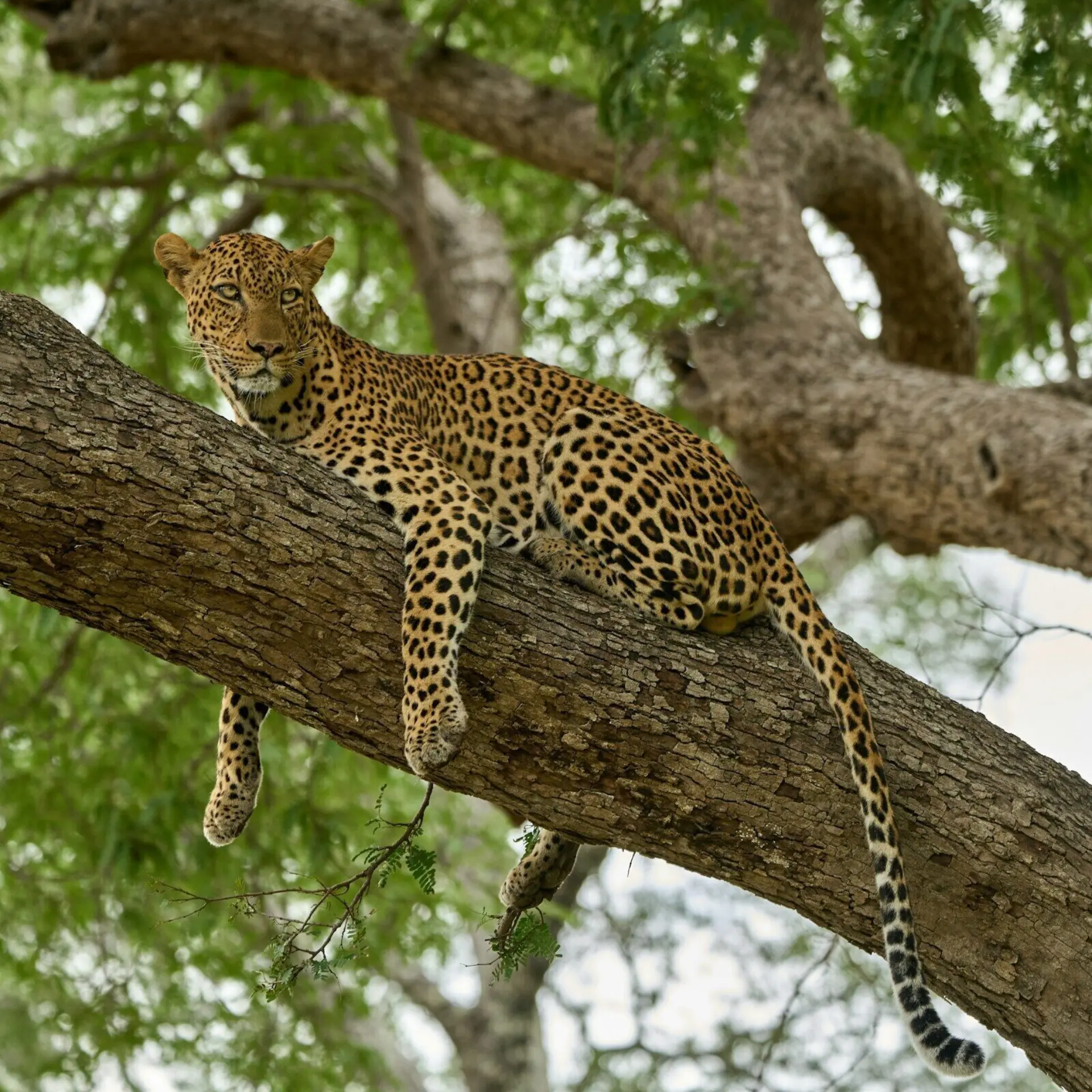 Dmitrii zhodzishskii wa Obhyk KIGU unsplash
