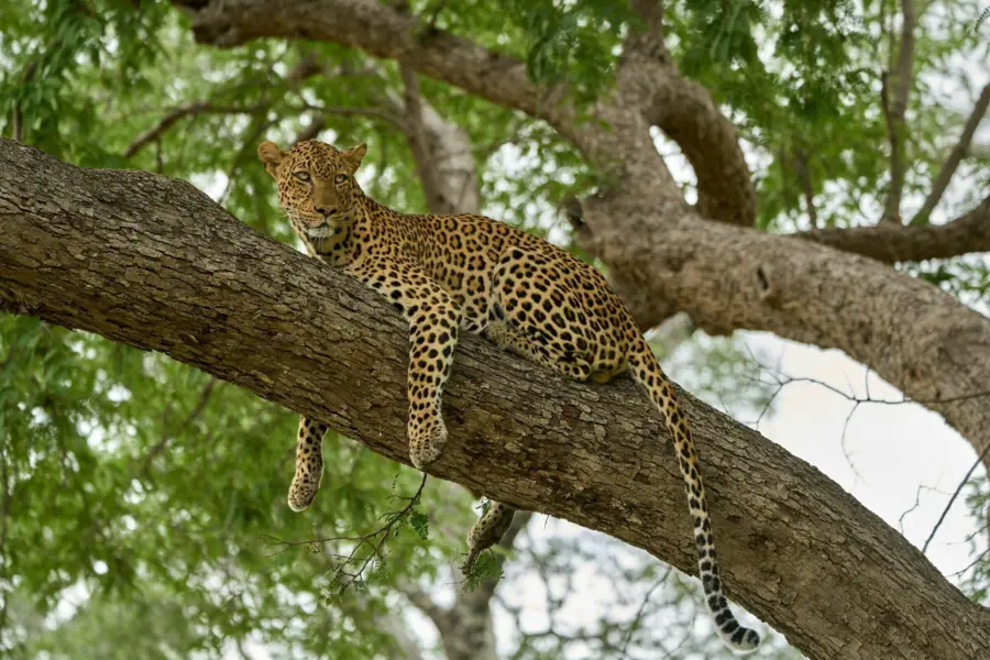 Dmitrii zhodzishskii wa Obhyk KIGU unsplash