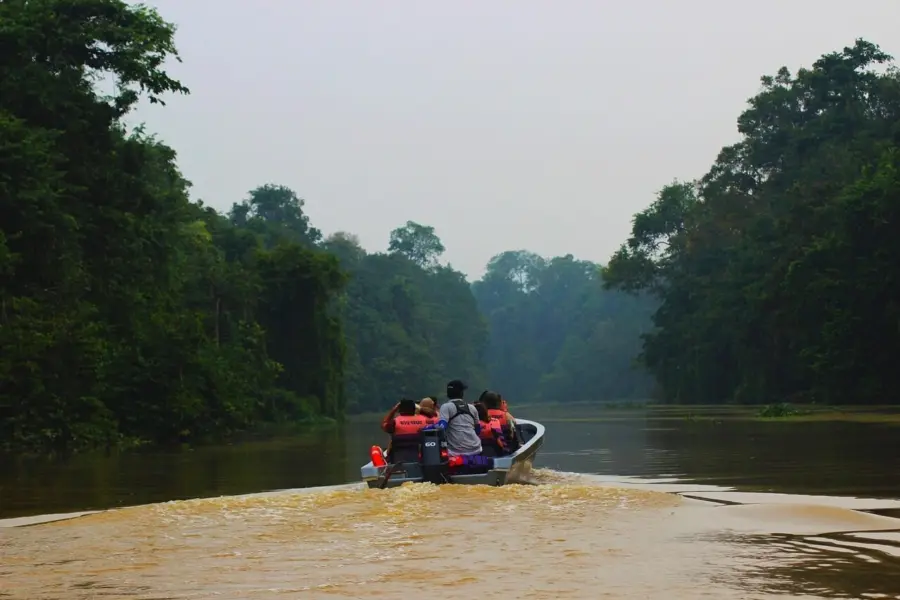 Rainforest 526234512801