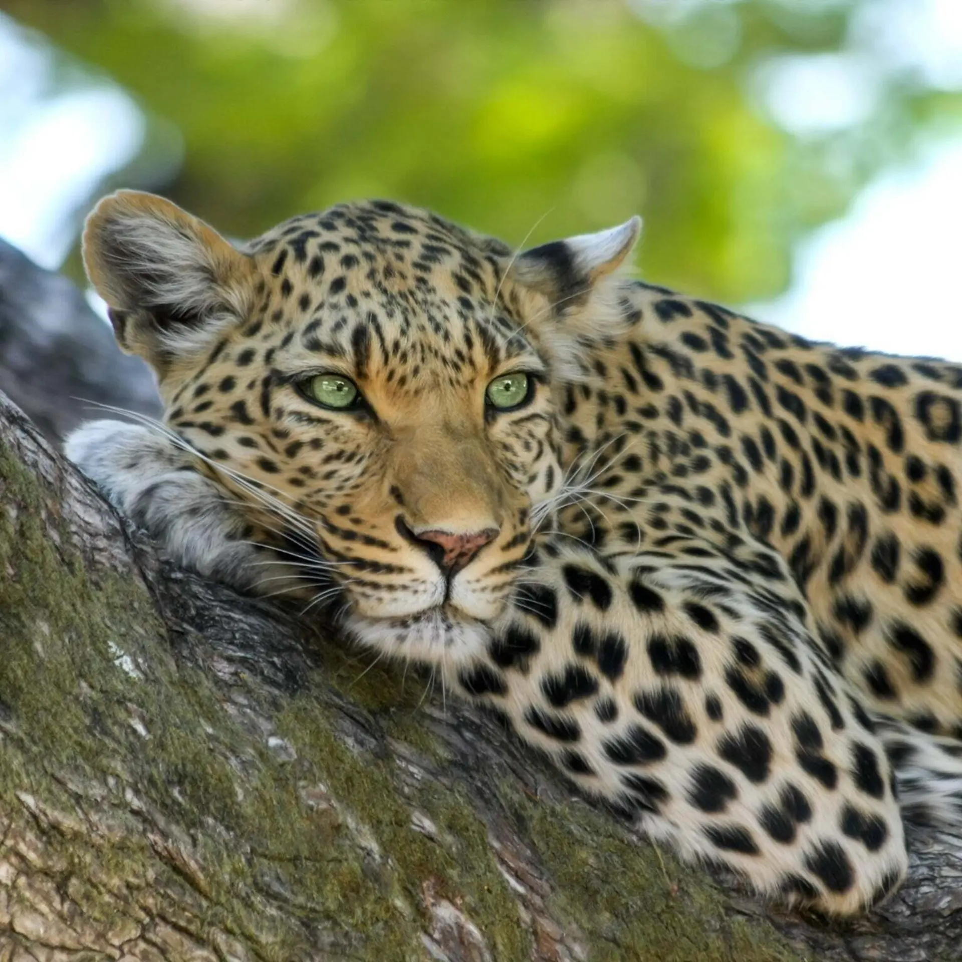 Designerpoint leopard 515509