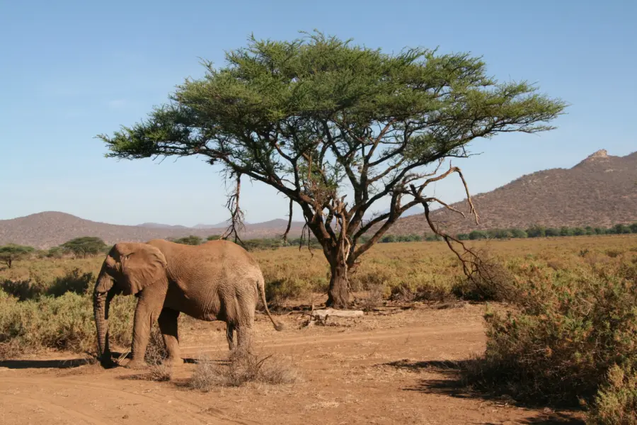 Reserve samburu faune 2