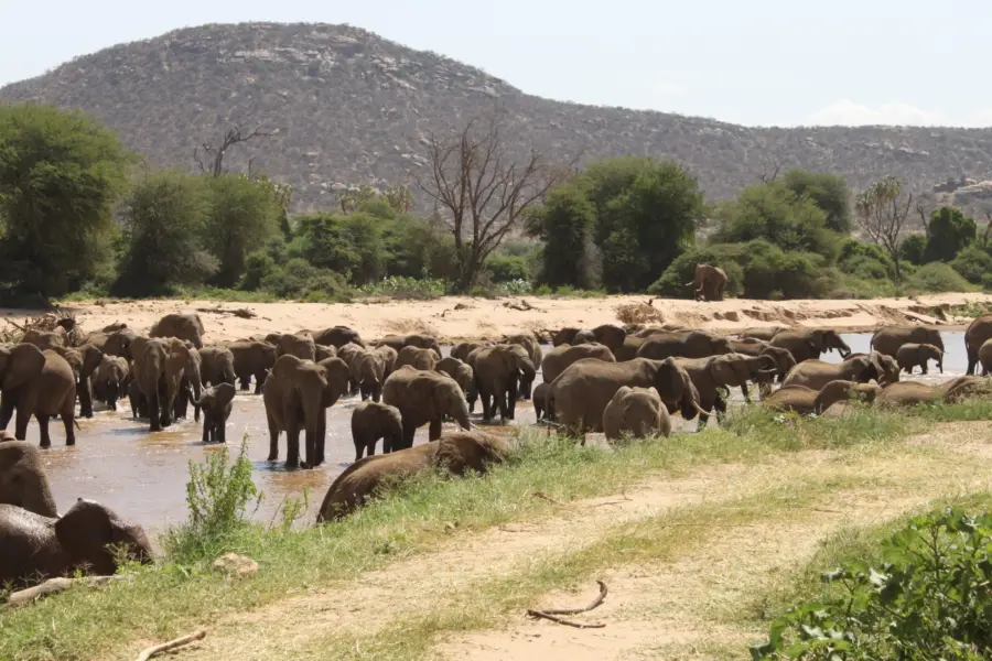 Elephants crossing ewaso ngiro river in samburu national reserve