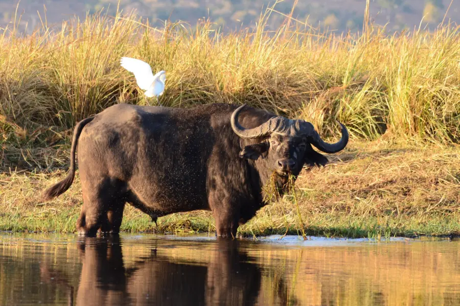 Hbieser water buffalo 1652945