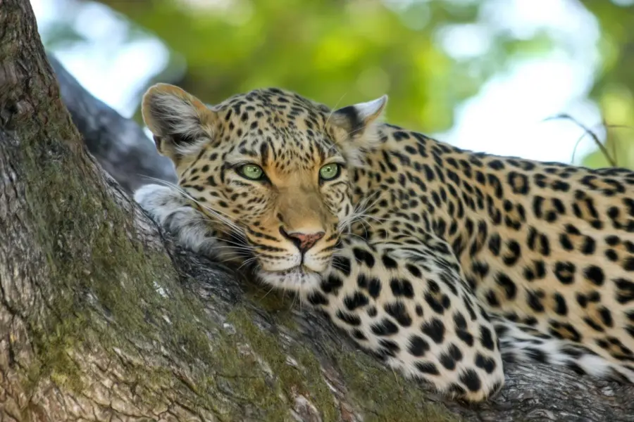 Designerpoint leopard 515509