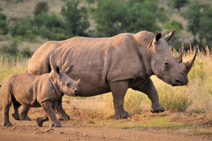 Nel botha rhino 4997858