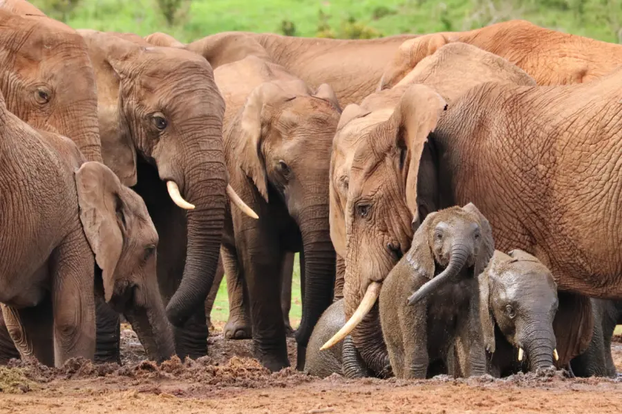 Polyfish elephant 4736008