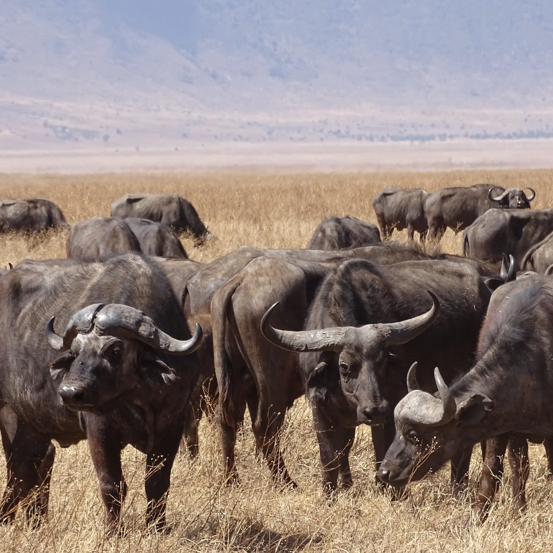 Ngorongoro tan 2