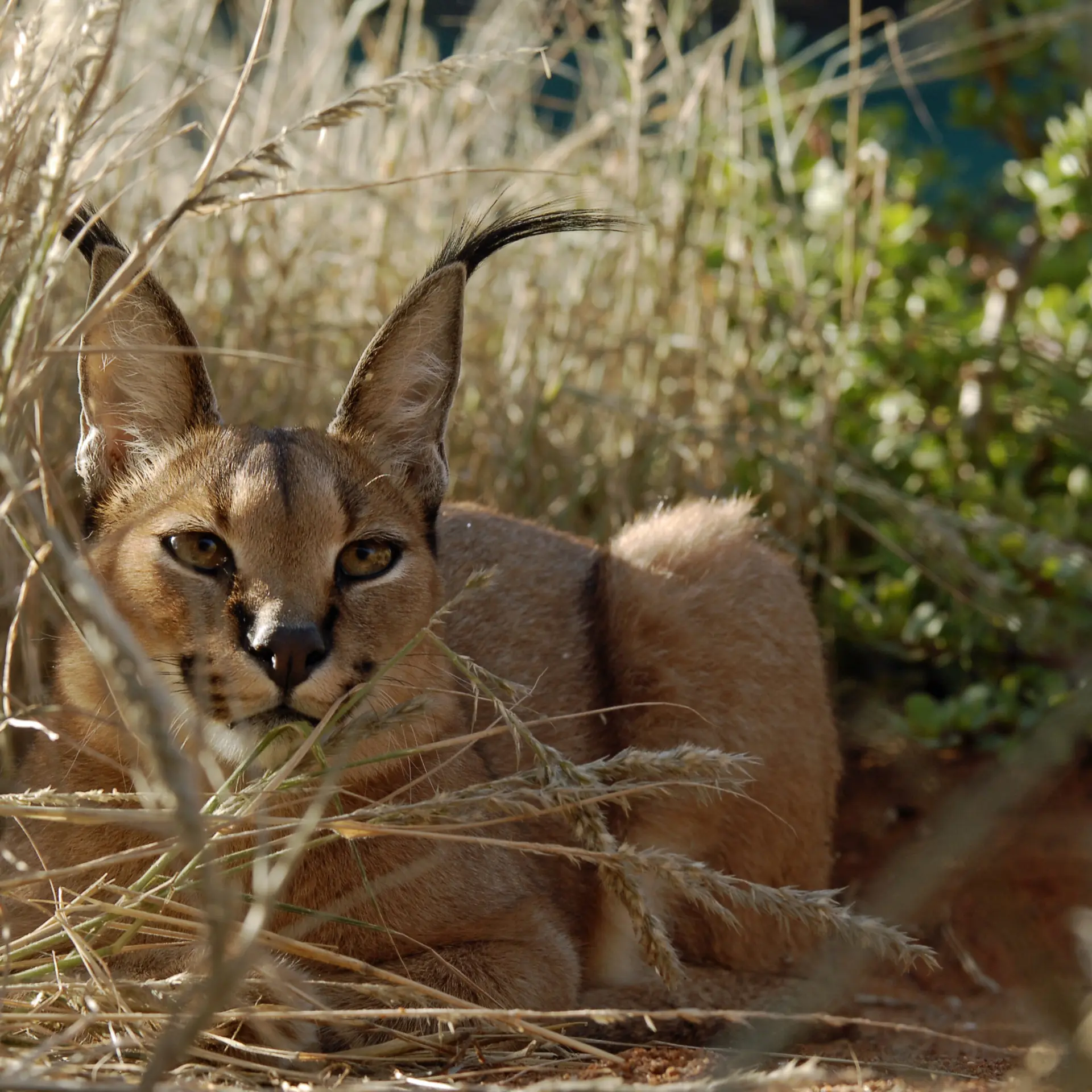 Caracal