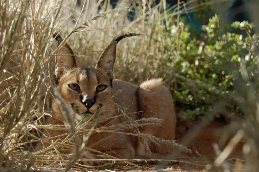 Caracal