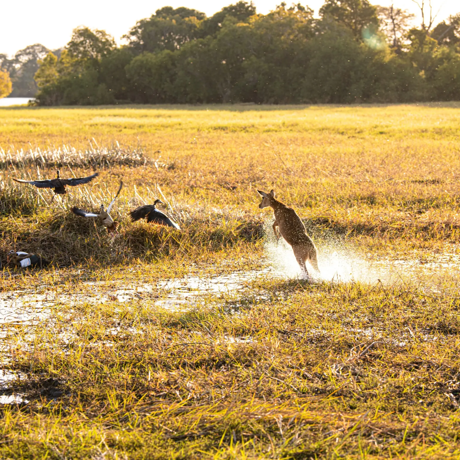 Antelope in Kafue National Park David Findlay 10