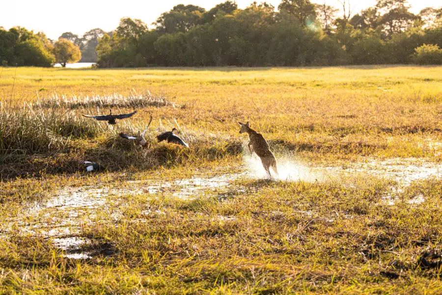 Antelope in Kafue National Park David Findlay 10