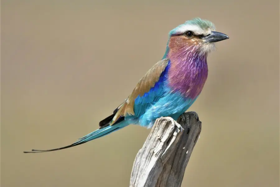 Catherine merlin Nhitic7 c OM unsplash