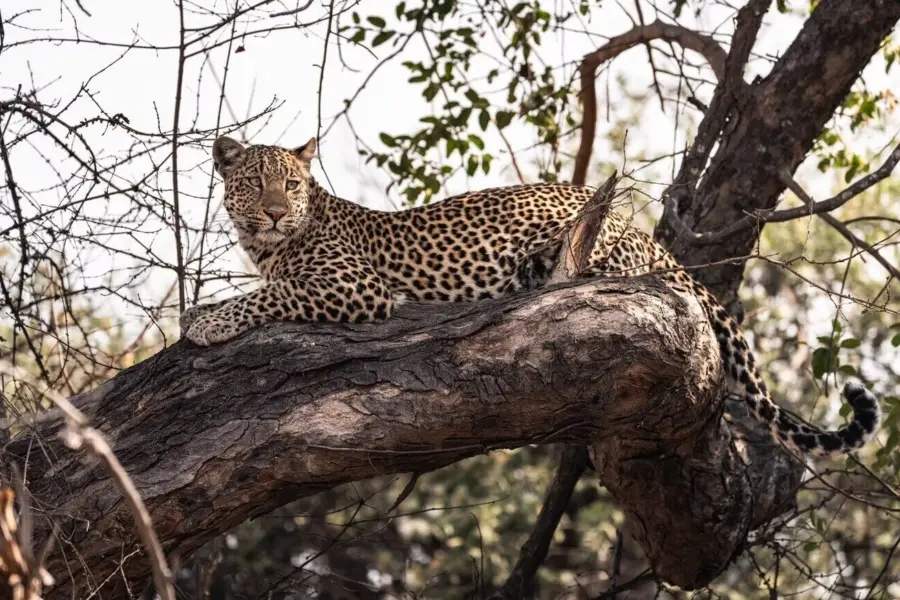 Musekese Camp leopard