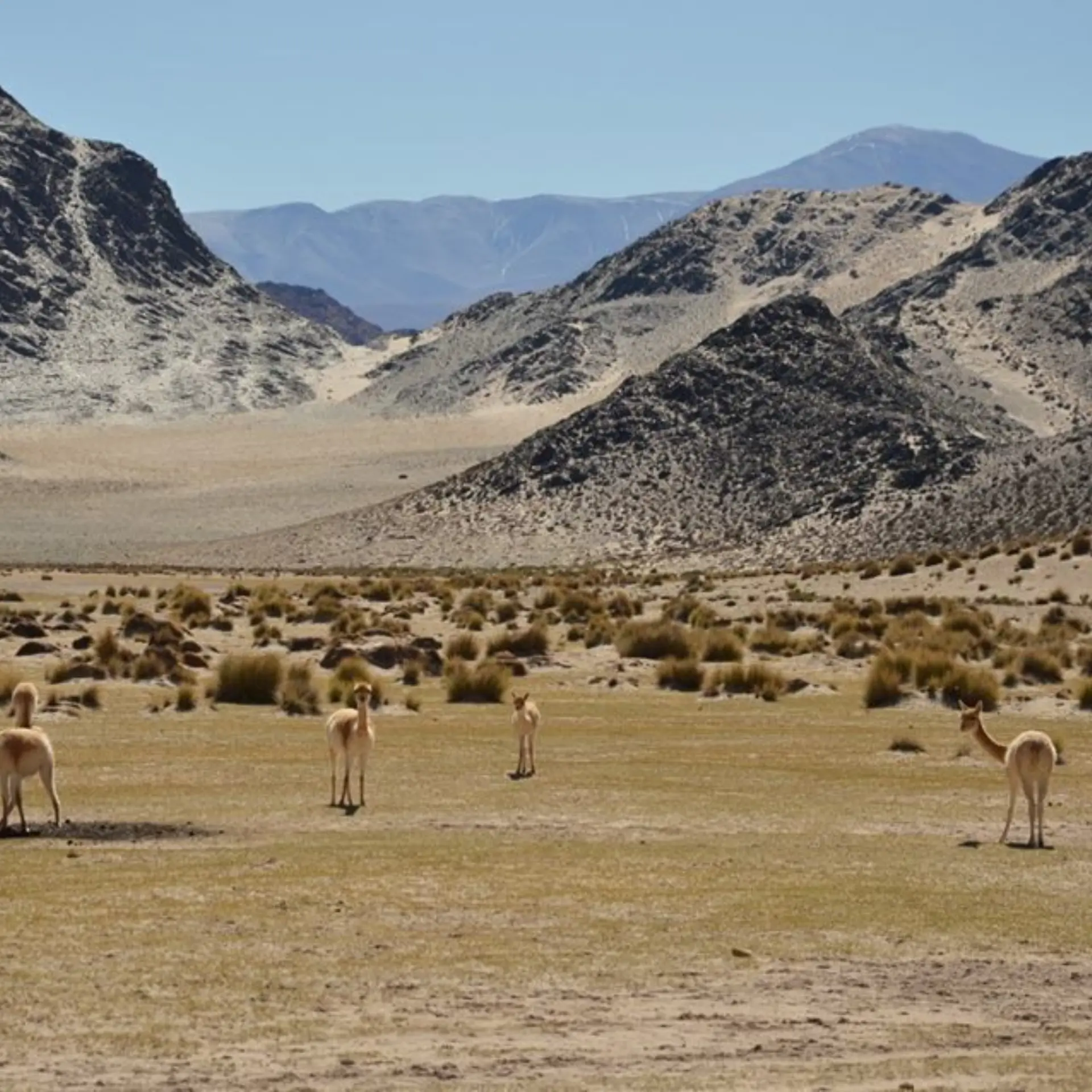 Catamarca vicunas