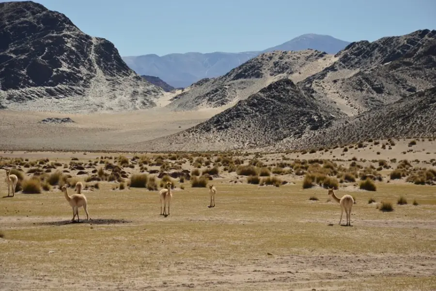 Catamarca vicunas