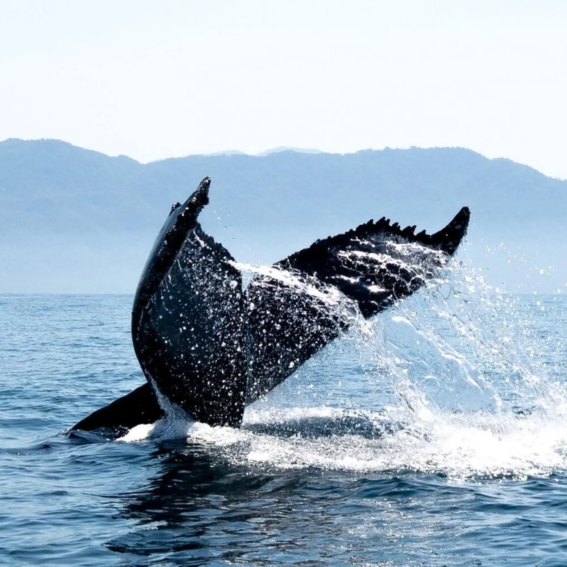 1765446820499walvissen