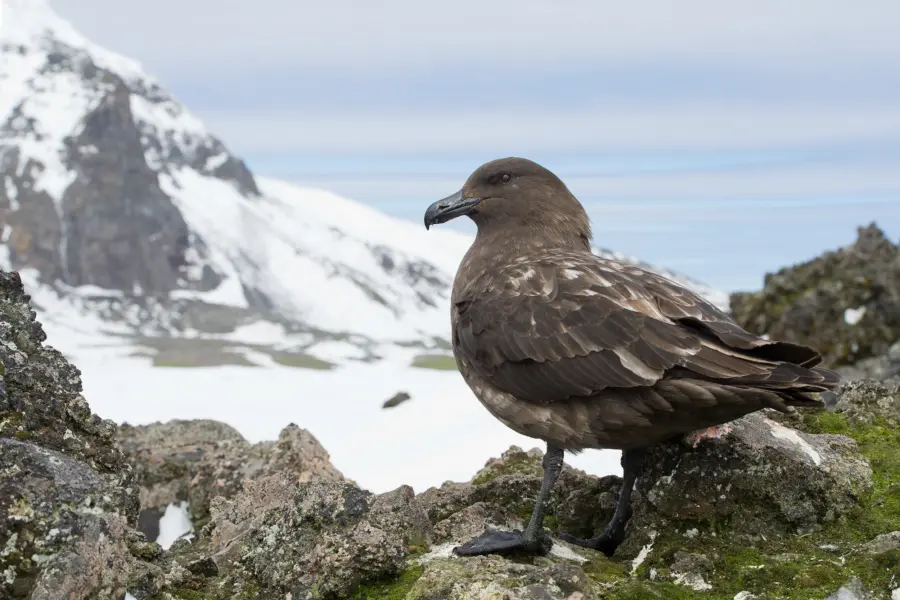 South sandwich islands antarctica