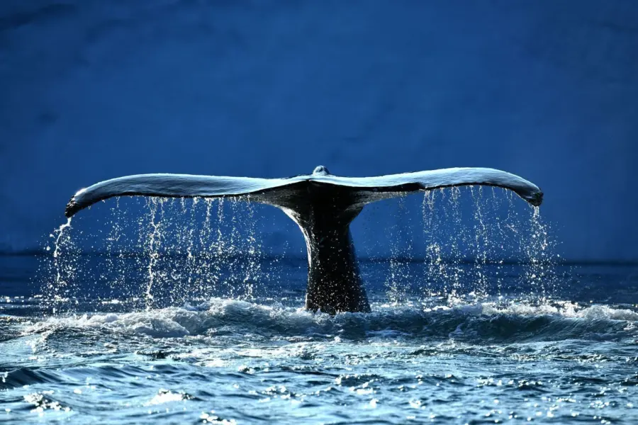 Low Resolution BALEINE bosse Baie de Disco ARCTIQUE