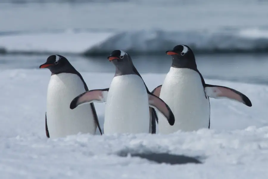 Avila Reizen Antarctica Willem van Eck 18