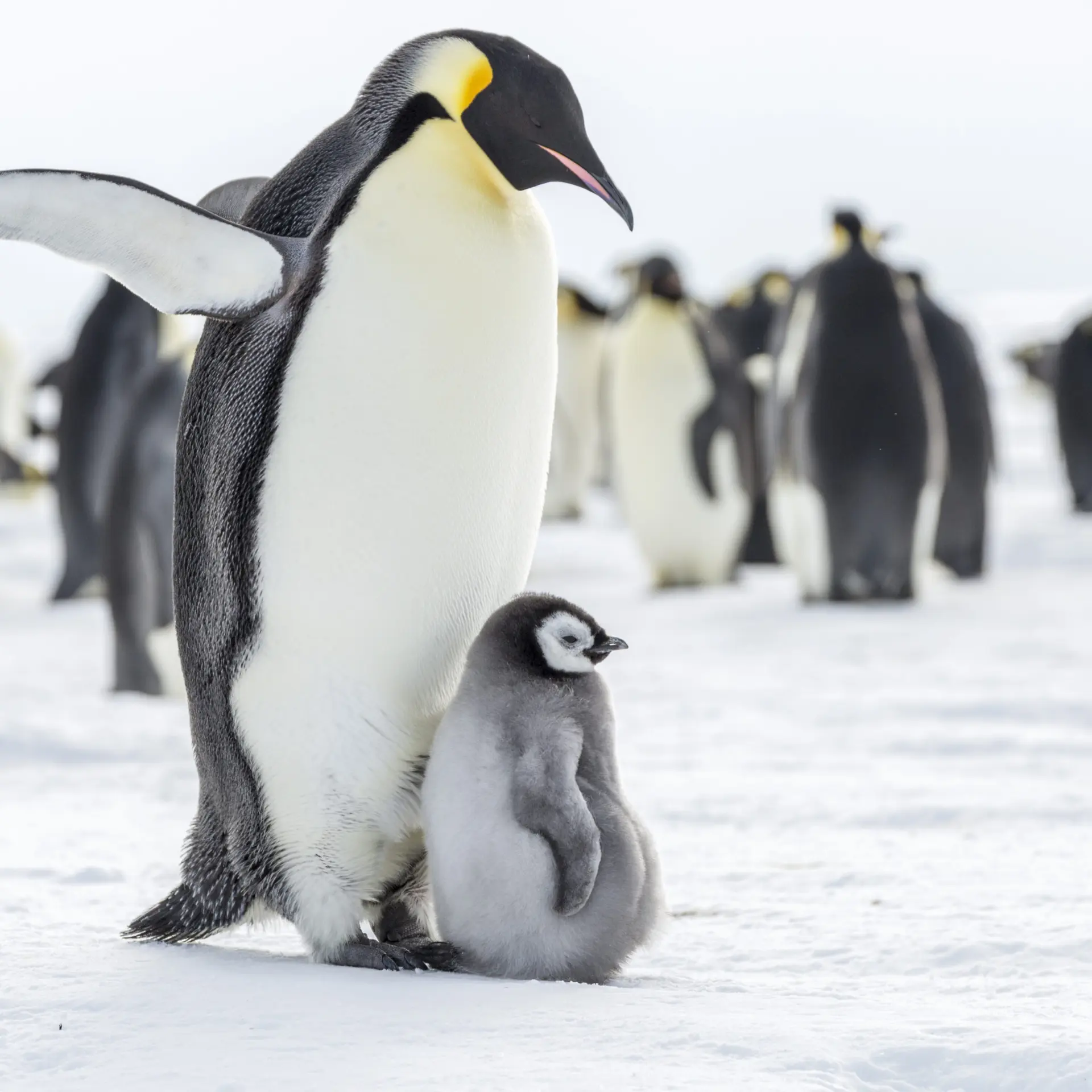 Keizerspinguin met baby
