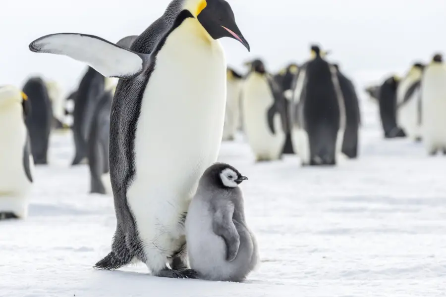 Keizerspinguin met baby