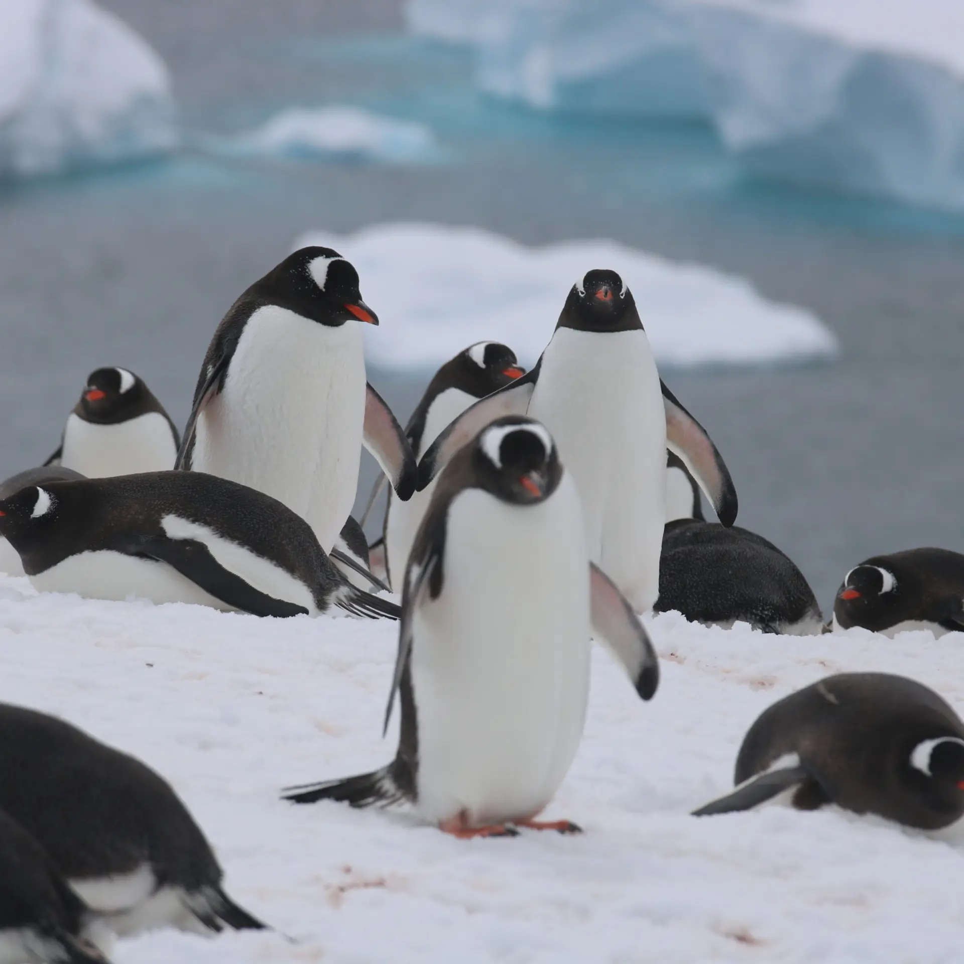 Avila reizen antarctica Ralph IMG 5051