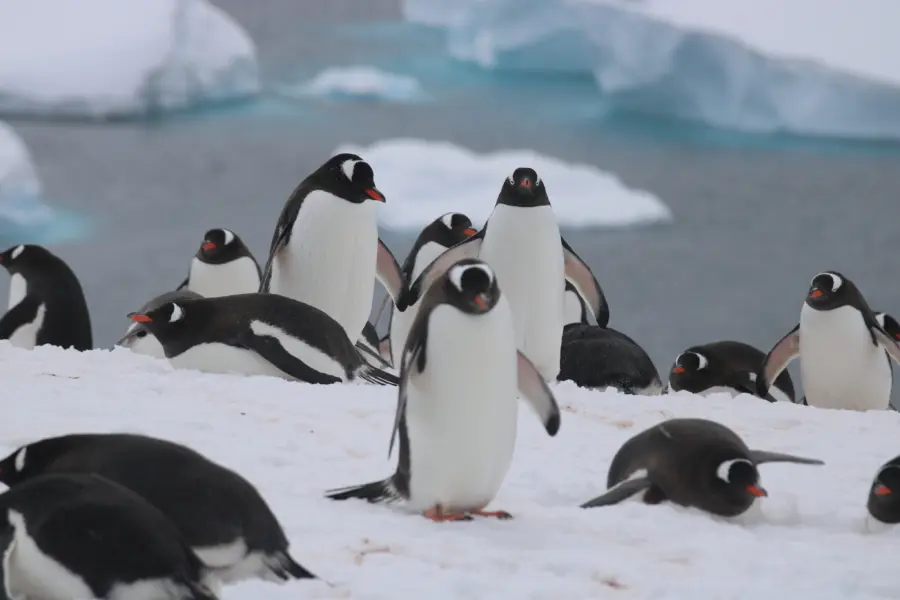 Avila reizen antarctica Ralph IMG 5051