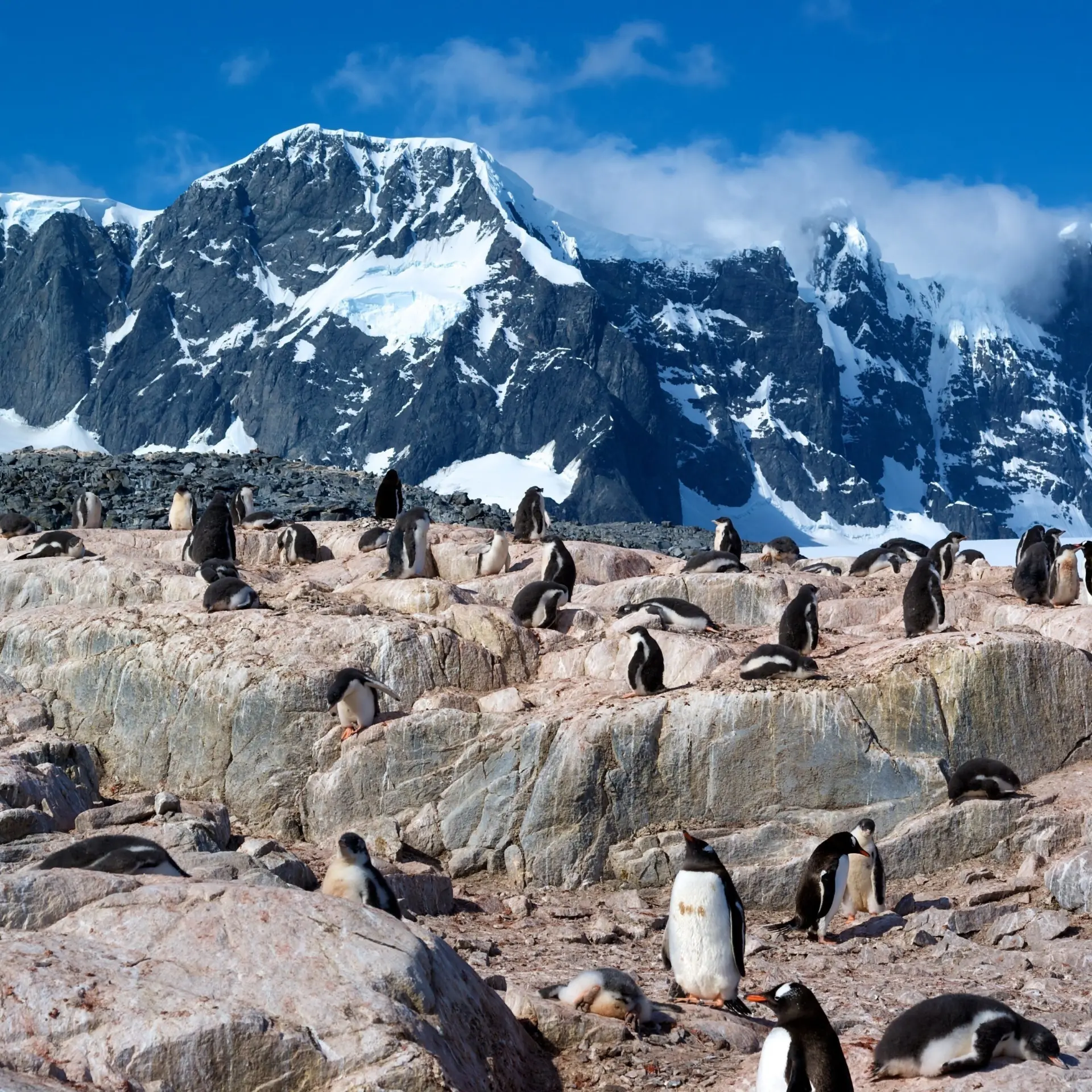 Pinguins bij port lockroy