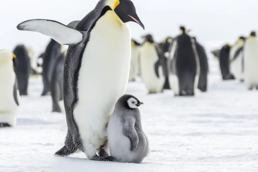 Keizerspinguin met baby